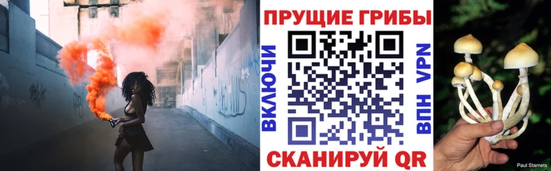 Псилоцибиновые грибы мицелий  Короча 